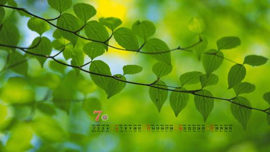 2014年7月日历护眼壁纸清新绿色树叶图片第2张