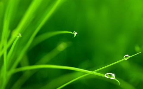 高清雨水水珠2022年6月份日历桌面壁纸护眼绿色水滴第0张