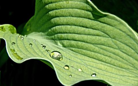 高清雨水水珠2022年6月份日历桌面壁纸护眼绿色水滴第1张