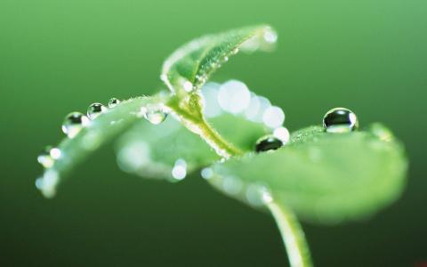 高清雨水水珠2022年6月份日历桌面壁纸护眼绿色水滴第2张