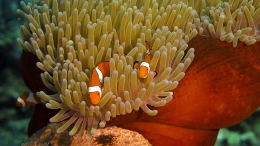 高清美景神秘的海底生物美丽水母图片手机壁纸第4张