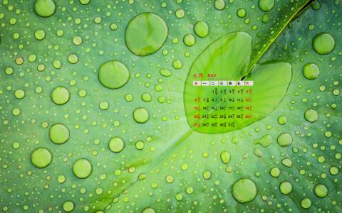 高清雨水清新护眼绿色水滴露珠高清桌面壁纸第2张