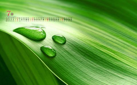 高清雨水清新护眼绿色水滴露珠高清桌面壁纸第3张
