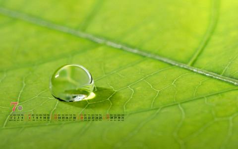 高清雨水清新护眼绿色水滴露珠高清桌面壁纸第4张