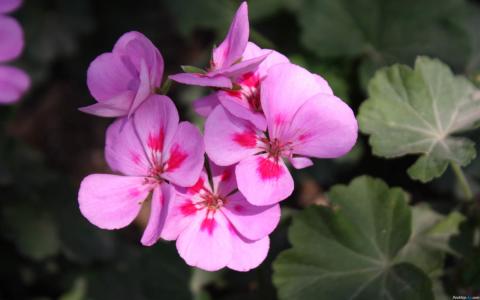 紫色图片 _ 第(13)张