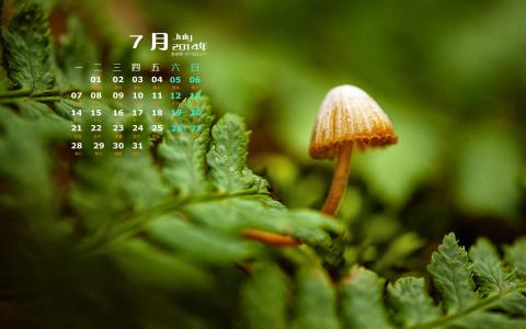 2014年10月日历壁纸唯美意境小清新初秋森林自然风光(三)第0张