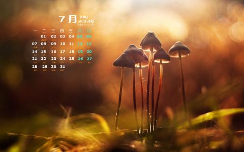 2014年10月日历壁纸唯美意境小清新初秋森林自然风光(三)第2张