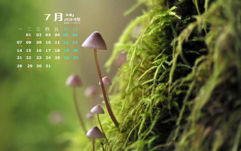 2015年6月日历壁纸清新大自然森林美景绿色护眼高清图片第0张