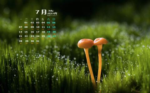 2015年6月日历壁纸清新大自然森林美景绿色护眼高清图片第2张