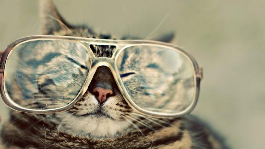 高清小萌猫可爱乖巧猫咪图片合集电脑桌面壁纸下载第二辑第0张