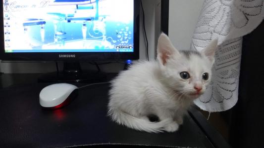 高清小萌猫可爱乖巧猫咪图片合集电脑桌面壁纸下载第二辑第1张