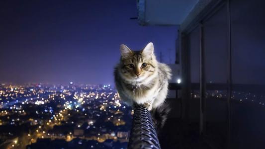 高清小萌猫可爱乖巧猫咪图片合集电脑桌面壁纸下载第二辑第5张