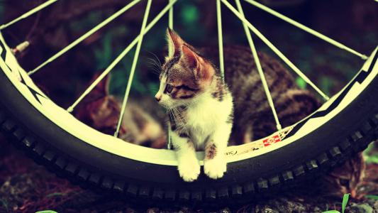 猫咪图片 _ 第(8)张