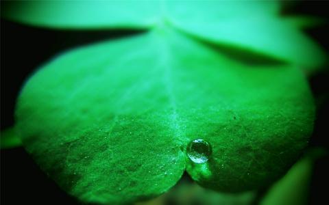 树木第6张
