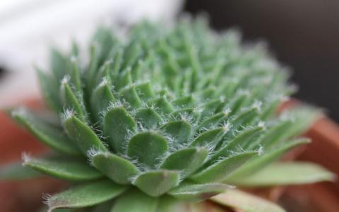 多肉植物图片 _ 第(5)张