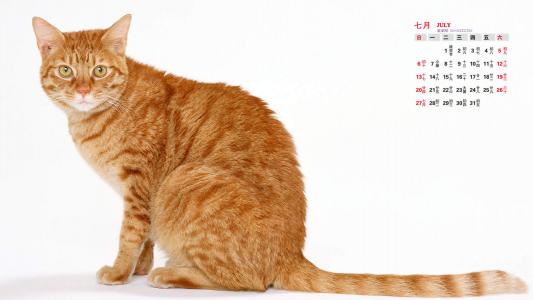 可爱宠物小猫咪呆萌抓拍特写桌面壁纸下载第0张