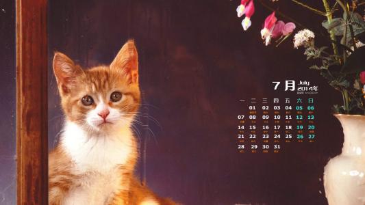 可爱宠物小猫咪呆萌抓拍特写桌面壁纸下载第2张