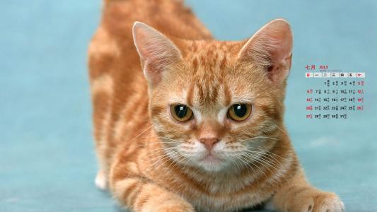 猫咪图片 _ 第(10)张