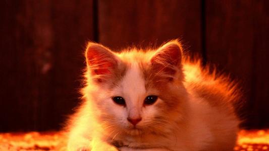 毛茸茸的可爱猫咪图片桌面壁纸第1张