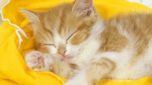 毛茸茸的可爱猫咪图片桌面壁纸第3张