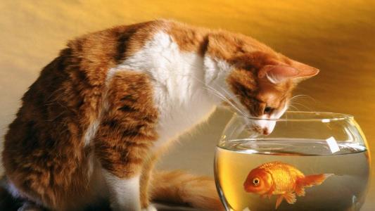 毛茸茸的可爱猫咪图片桌面壁纸第4张