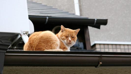毛茸茸的可爱猫咪图片桌面壁纸第6张