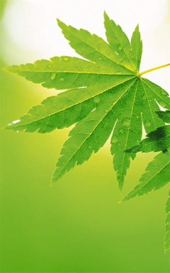 高清清新养眼的绿叶手机壁纸第4张