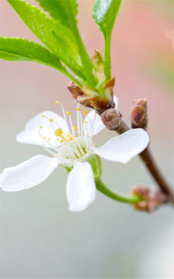 高清鲜花小清新绿色护眼花卉手机壁纸第2张