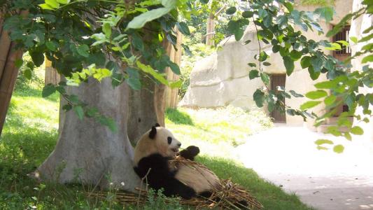 爱卖萌的国宝大熊猫可爱动物图片桌面壁纸高清第1张
