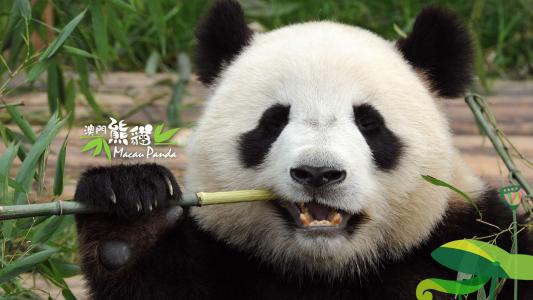 爱卖萌的国宝大熊猫可爱动物图片桌面壁纸高清第2张