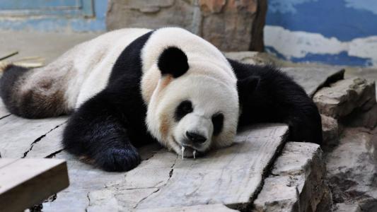爱卖萌的国宝大熊猫可爱动物图片桌面壁纸高清第3张