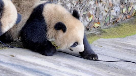 爱卖萌的国宝大熊猫可爱动物图片桌面壁纸高清第4张