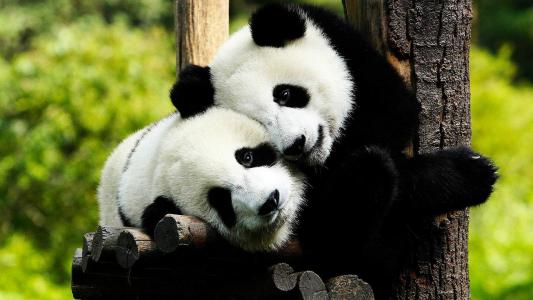 爱卖萌的国宝大熊猫可爱动物图片桌面壁纸高清第6张