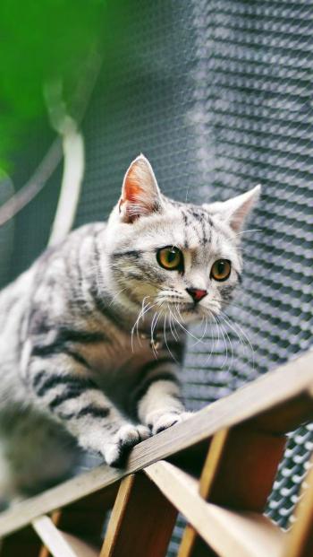 可爱宠物小猫咪呆萌抓拍特写桌面壁纸下载第2张