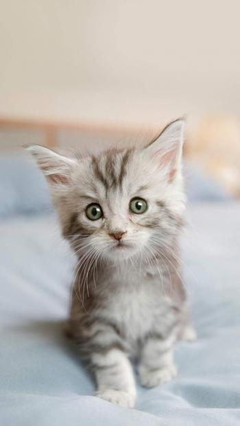 可爱宠物小猫咪呆萌抓拍特写桌面壁纸下载第6张