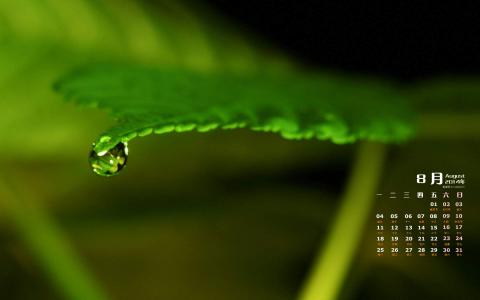 树叶的脉络绿色护眼手机壁纸第1张