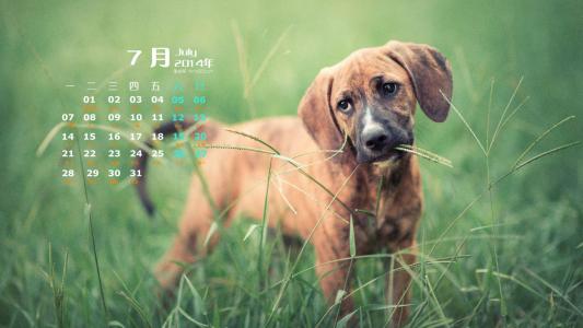 2014年7月日历桌面壁纸超萌的可爱狗狗汪星人图片第4张