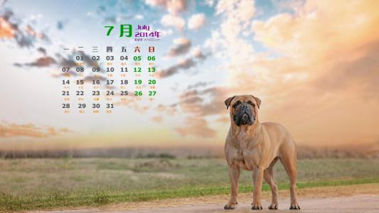 2014年7月日历桌面壁纸超萌的可爱狗狗汪星人图片第6张