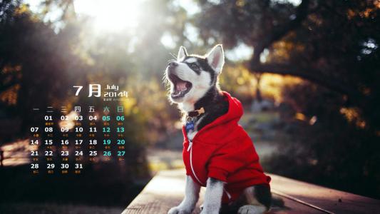 宠物狗可爱高清手机壁纸第6张
