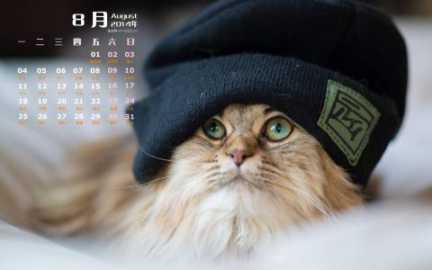 小奶猫图片 _ 第(6)张