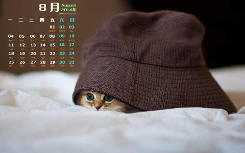 小奶猫图片 _ 第(7)张