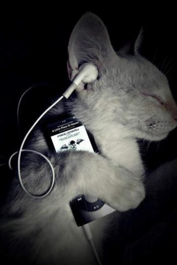 可爱宠物小猫咪呆萌抓拍特写桌面壁纸下载第5张