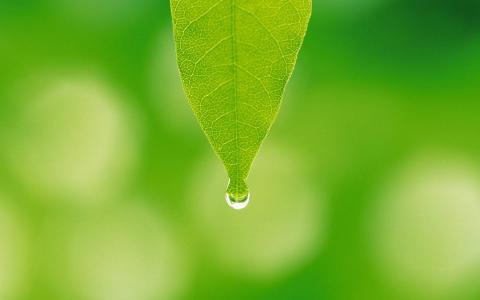 秋天的树叶唯美高清电脑桌面壁纸第2张