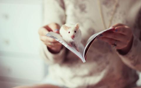 可爱黑猫高清动物图片合集宽屏电脑桌面壁纸下载第一辑第2张
