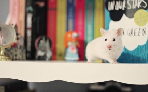 可爱黑猫高清动物图片合集宽屏电脑桌面壁纸下载第一辑第5张