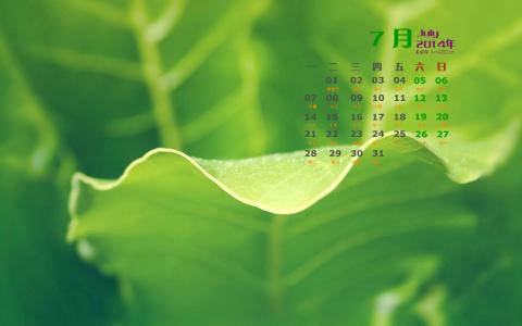 2014年7月日历壁纸清新绿色护眼叶子高清图片(一)第2张