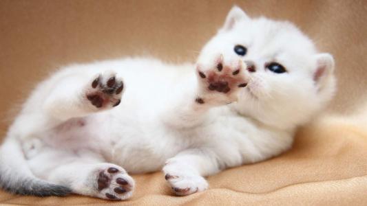 可爱黑猫高清动物图片合集宽屏电脑桌面壁纸下载第一辑第1张