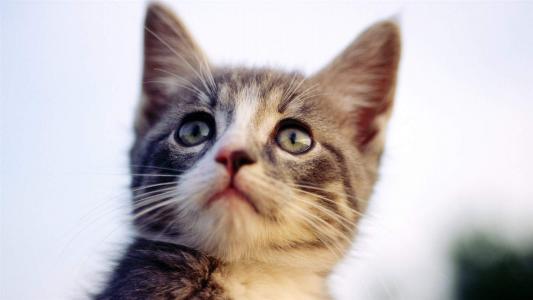 可爱黑猫高清动物图片合集宽屏电脑桌面壁纸下载第一辑第4张