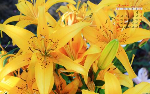百合花图片 _ 第(1)张