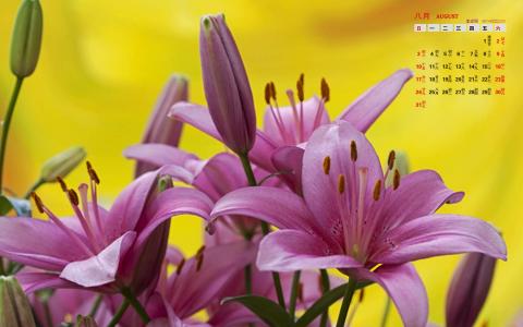 百合花图片 _ 第(2)张